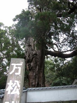 萬松院の大杉