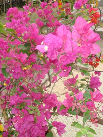 ブーゲンビリア