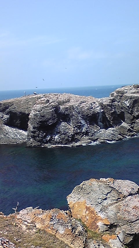 ウミネコの島