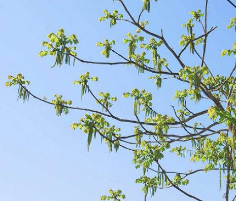 垂れ下がるクルミの花