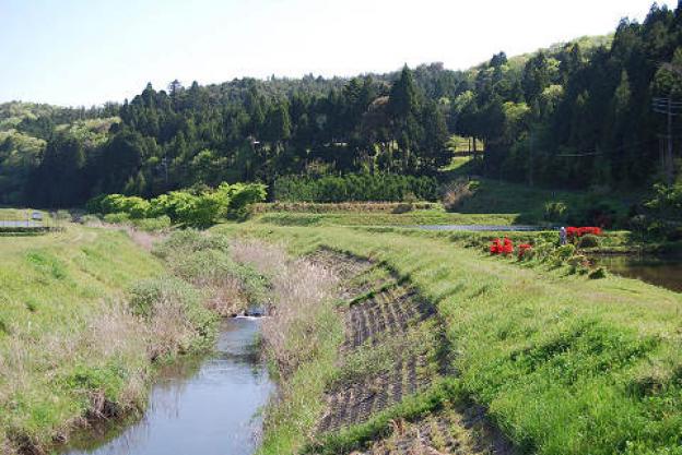 川沿いのモミジの新緑