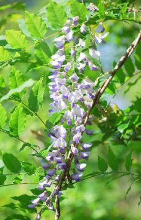 裏山のフジの花