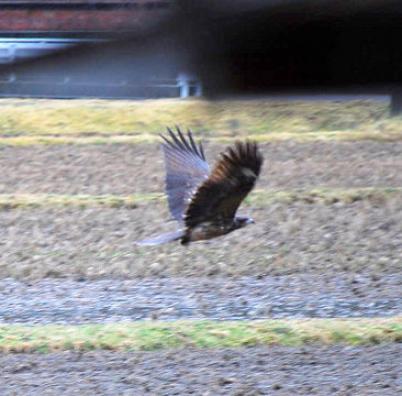 飛び立つトビ