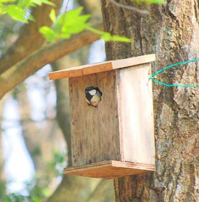 顔を出すシジュウカラ