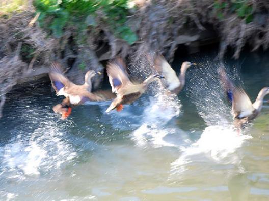 カルガモの飛び立ち