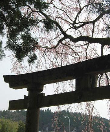 津島神社のヤマザクラ３