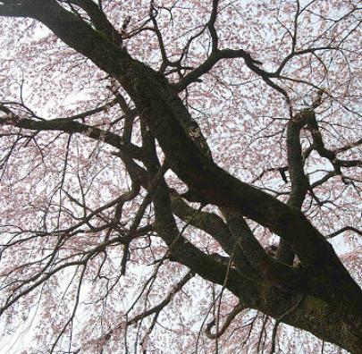 津島神社のヤマザクラ４