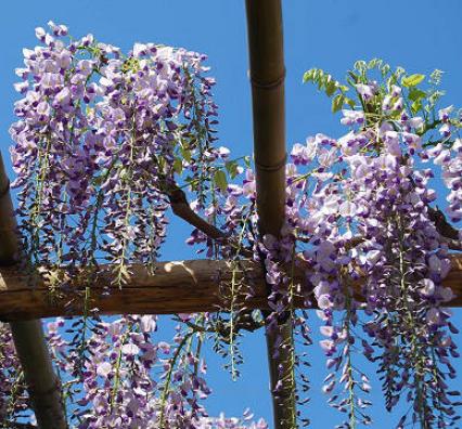 垂れ下がったフジの花