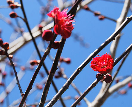 梅の開花