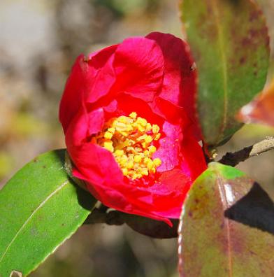 サザンカの開花