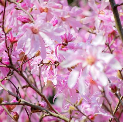 シデコブシの花？