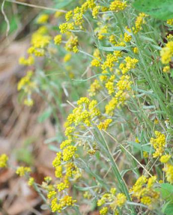 黄色の花の群生