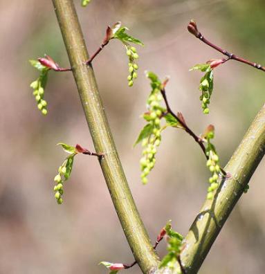 ウリカエデの開花