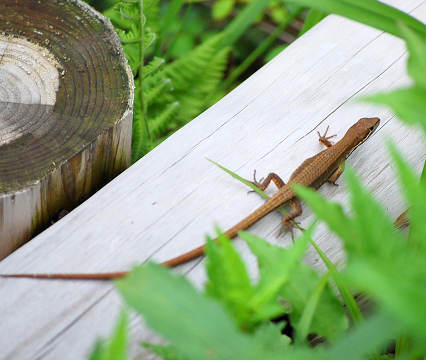 カナヘビ