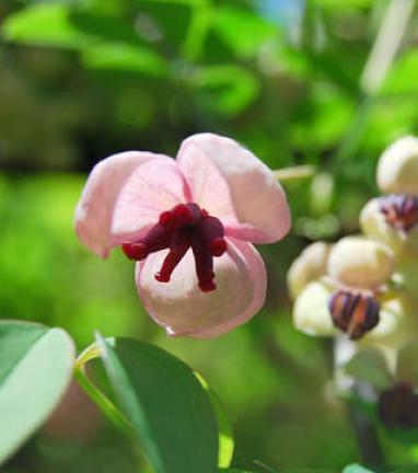 アケビの花