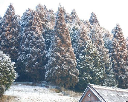 雪のスギ林