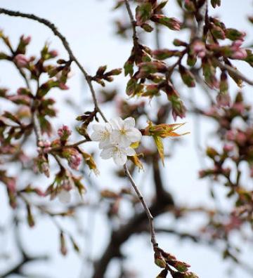 一輪咲いた枝垂桜