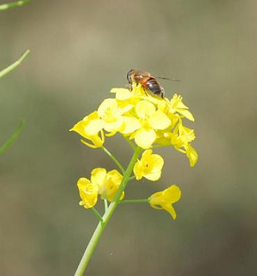 菜の花にハチ