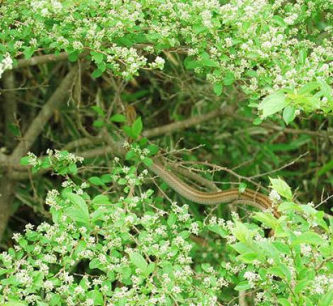 木に登ったシマヘビ