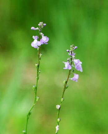 これ何の花？