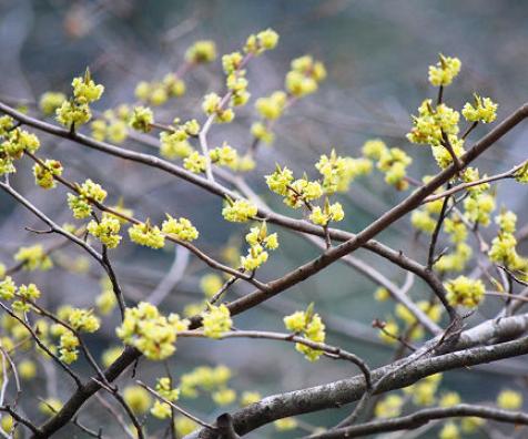 シロモジの花