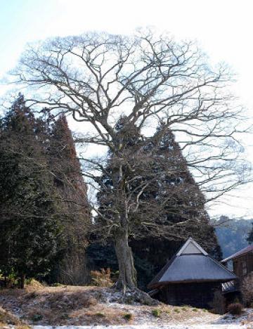 何の木だろう、この巨木は