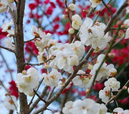 紅梅と白梅が満開