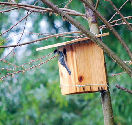 巣箱に入るシジュウカラ