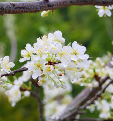 プラムの花