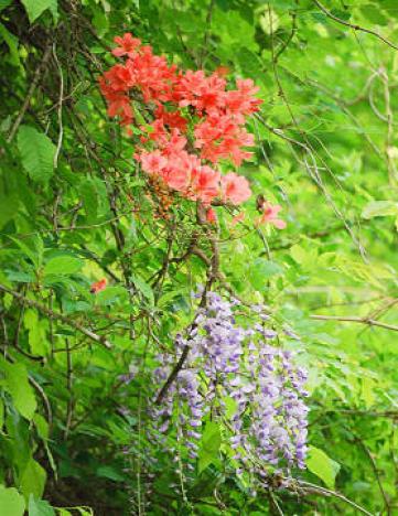 ヤマツツジとフジの花