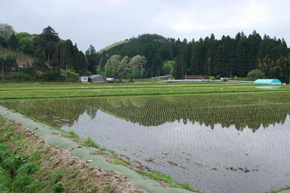 田植えを終えた田んぼ