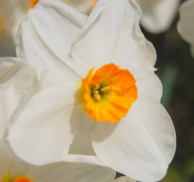 スイセンの花