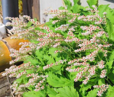 イワヤツデの花