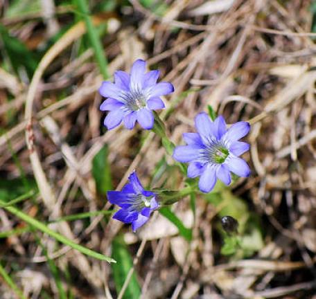 ハルリンドウの花