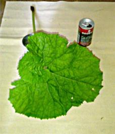 蕗（フキ）の葉