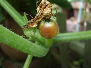 冷凍かぼちゃの雄花