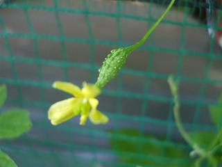 今年初のゴーヤの雄花開花