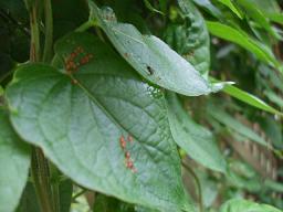 ラティスに絡まる雑草に？？？