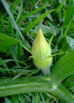 ハロウィンかぼちゃ雌花の蕾