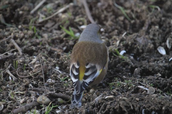 20110405 カワラヒワ4.jpg