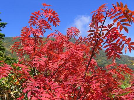 栂池紅葉0271.JPG