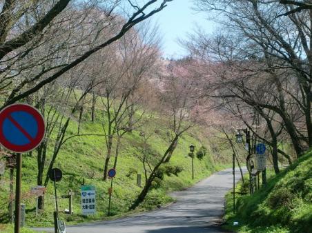 20100327吉野山桜1517.JPG