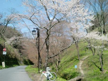 20100327吉野山桜1518.JPG