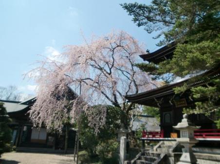 20100327吉野山桜1519.JPG