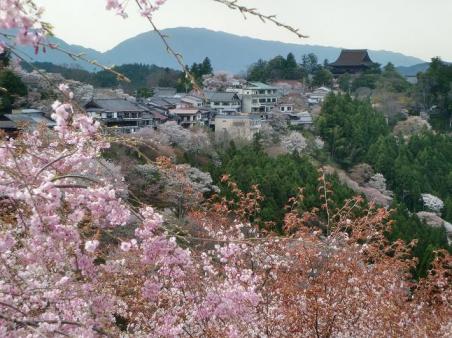 20100410またまた吉野桜1550.JPG