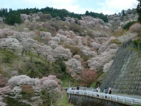 20100410またまた吉野桜1552.JPG