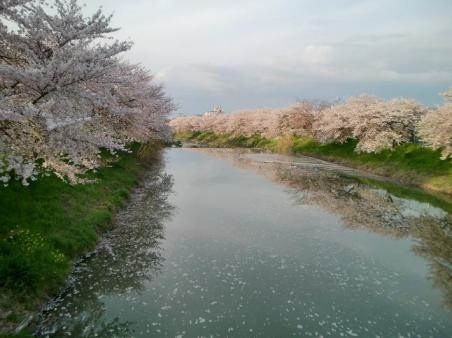 20100410またまた吉野桜1558.JPG