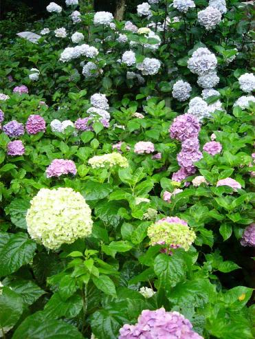 紫陽花