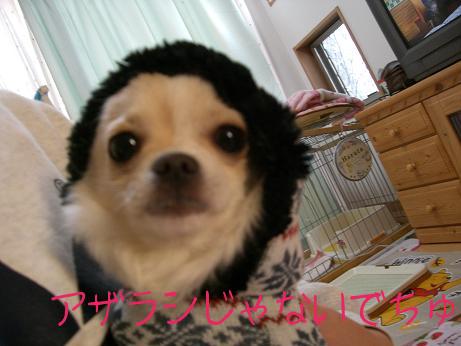 2008.1.24fuku8.JPG