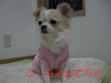 2008.1.27fuku5.JPG
